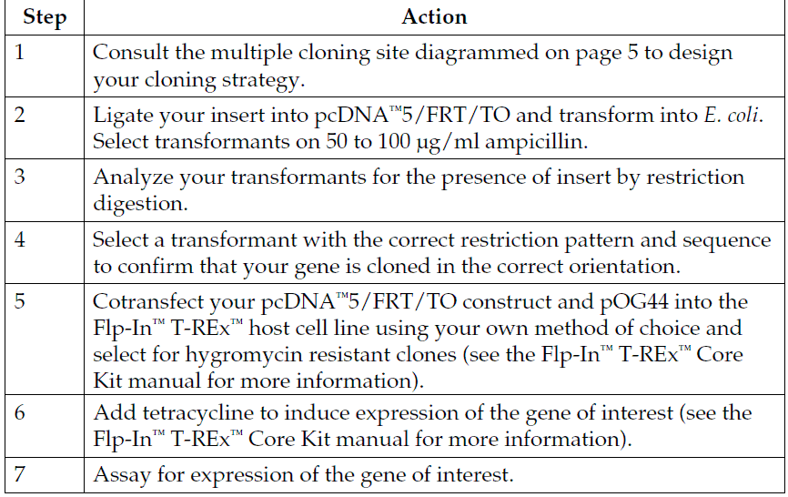 pcDNA5-FRT-TO 使用流程
